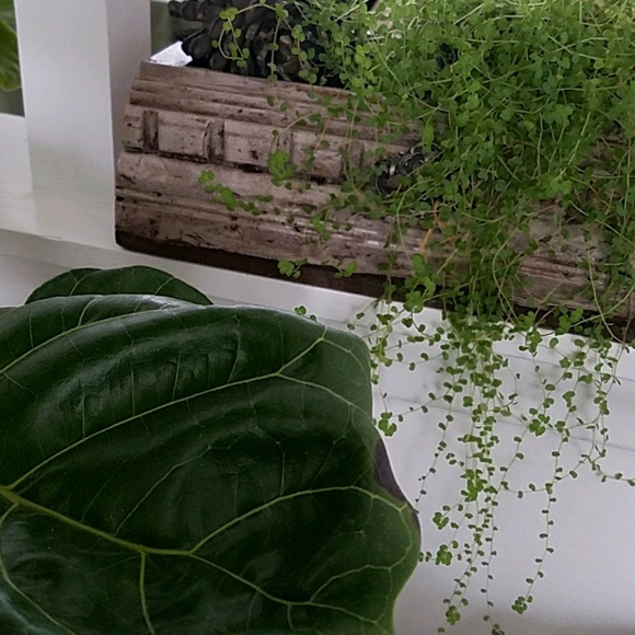 Meet your Posher, Ami - Picture 1 of 1